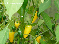 Green And Yellow Peppers On Vine