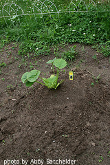 Zucchini Seedling