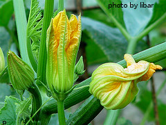 Zucchini Blossoms